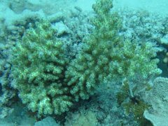 Acropora sarmentosa