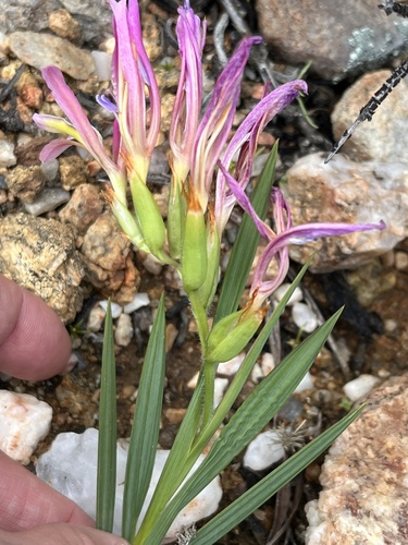 Image of Babiana pilosa by (c) Charleen Brunke, some rights reserved (CC BY)