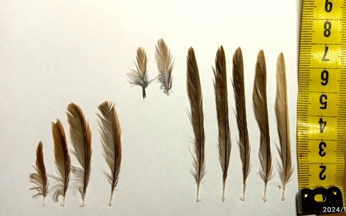 Plume de Fauvette grisette