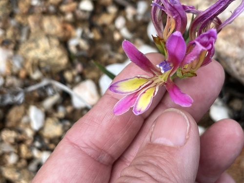Babiana pilosa