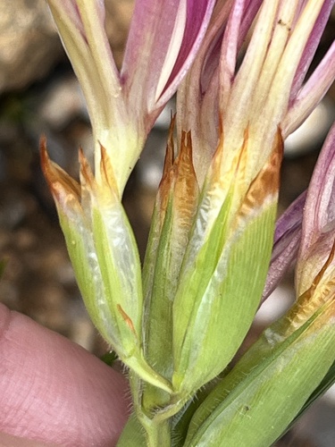Babiana pilosa