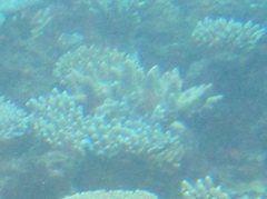 Acropora robusta