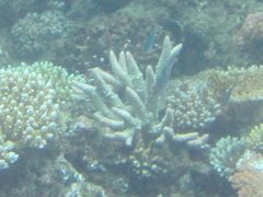 Acropora robusta