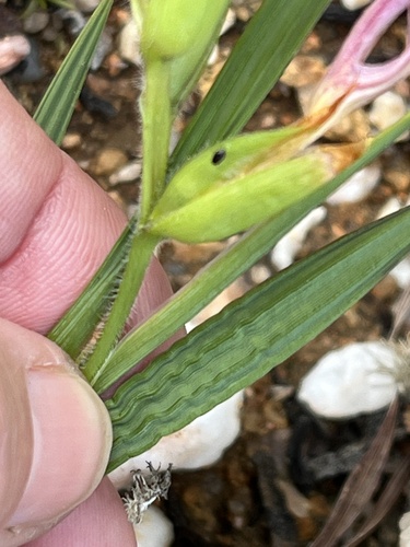 Babiana pilosa