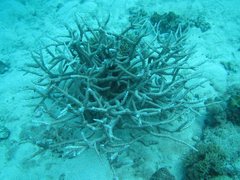 Acropora muricata