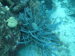 Acropora muricata