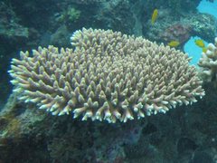 Acropora millepora