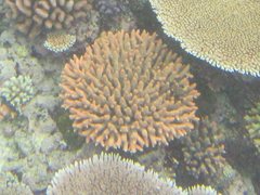 Acropora millepora