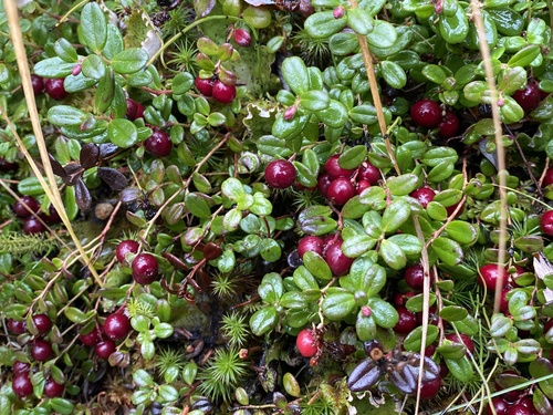Lingonberry