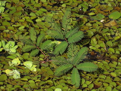 Neptunia oleracea