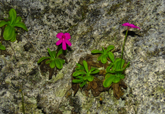 Pinguicula mesophytica