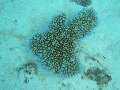 Acropora microclados