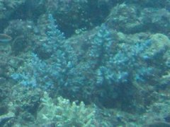 Acropora longicyathus
