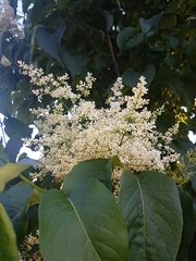 Syringa reticulata
