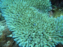 Acropora latistella