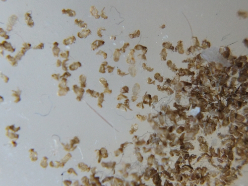 Domestic Booklice photo 5