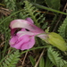 Pedicularis portenschlagii - Photo (c) botanico, μερικά δικαιώματα διατηρούνται (CC BY-NC), uploaded by botanico