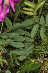 Hedysarum hedysaroides