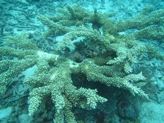 Acropora florida