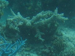 Acropora florida