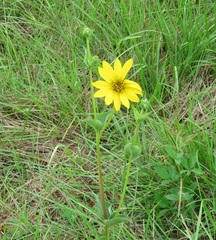 Silphium gracile
