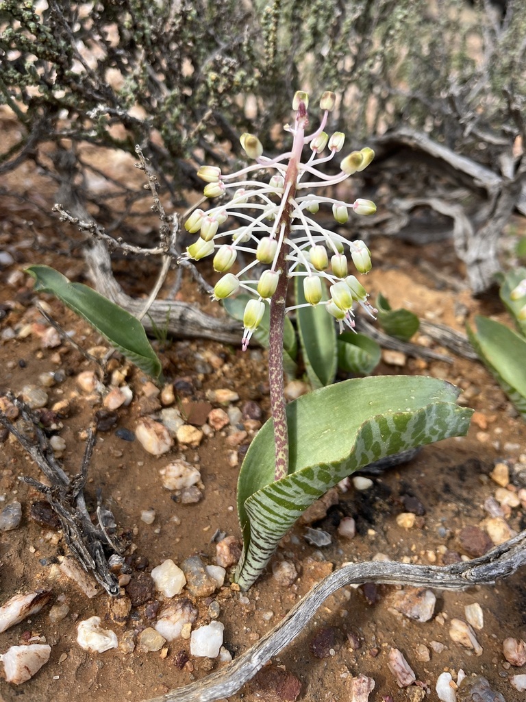 Lachenalia zebrina, West Coast, ZA-WC, ZA