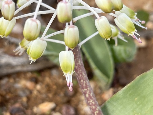 Image of Lachenalia zebrina by (c) Charleen Brunke, some rights reserved (CC BY)
