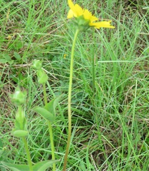 Silphium gracile