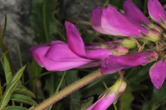 Hedysarum hedysaroides