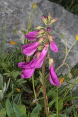 Hedysarum hedysaroides