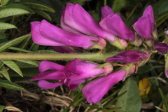 Hedysarum hedysaroides