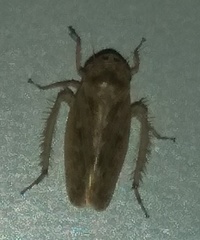 Euscelidius variegatus
