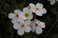 Androsace chamaejasme