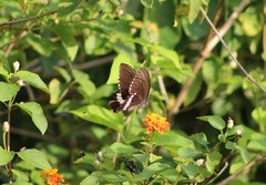 Papilio polytes javanus