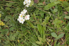 Androsace chamaejasme