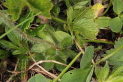 Androsace chamaejasme