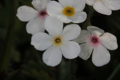 Androsace chamaejasme