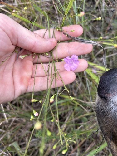 Ridgestem false foxglove (Agalinis oligophylla)