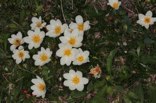 Eight-petal Mountain-Avens