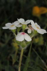 Androsace chamaejasme