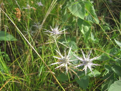 Eryngium hookeri