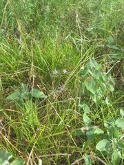 Eryngium hookeri