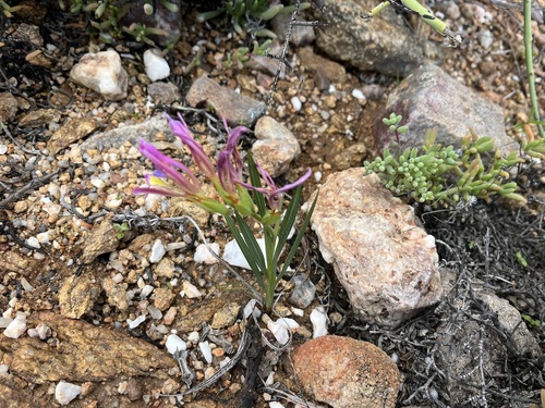 Image of Babiana pilosa by (c) Charleen Brunke, some rights reserved (CC BY)