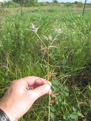 Eryngium hookeri
