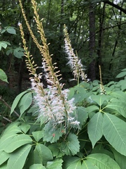 Aesculus parviflora