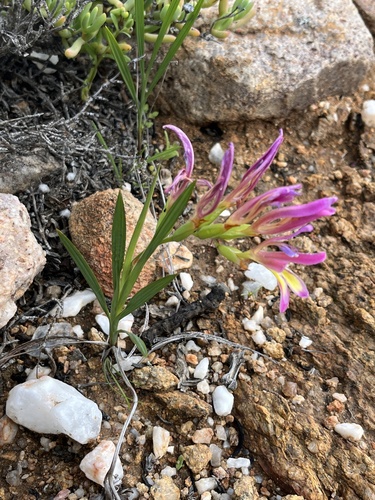 Image of Babiana pilosa by (c) Charleen Brunke, some rights reserved (CC BY)
