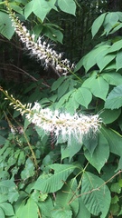 Aesculus parviflora