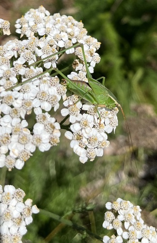 Mexican Bush Katydid photo 3