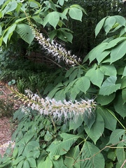Aesculus parviflora