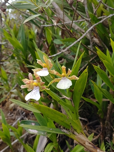 Image of Zygopetalum Mosenianum (Zygopetalum mosenianum) by (c) Daniel Duarte, some rights reserved (CC BY)